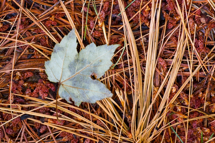 ejemplo de fotografía macro de hojas de otoño