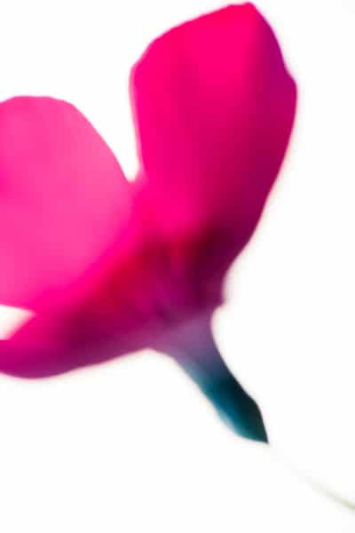 ejemplos de fotografía macro de una flor rosa
