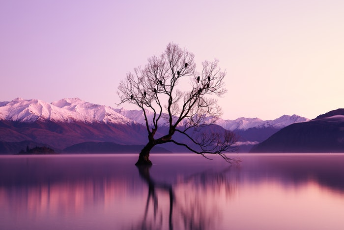 imagen de larga exposición de un árbol en un lago al atardecer