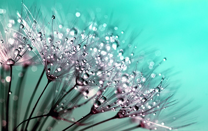 Fotografía macro artística de gotas de rocío sobre flores