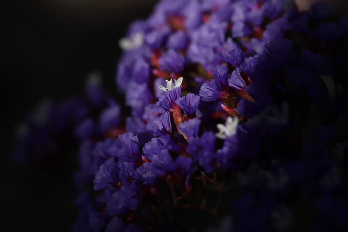 Una fotografía macro de flores púrpuras con efecto de viñeteado agregado en Lightroom