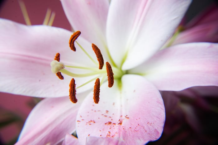 Cerrar foto de una flor rosa tomada con un filtro de primer plano