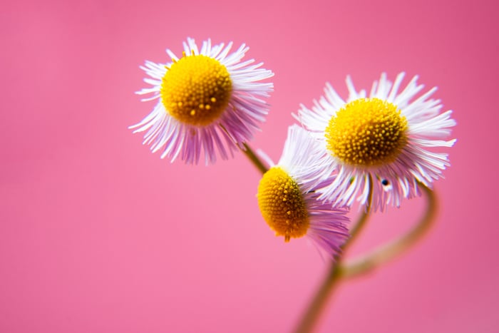 Flores blancas y amarillas delante de un fondo rosa