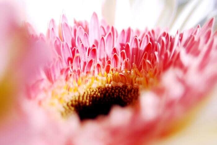 Fotografía macro de una flor rosa
