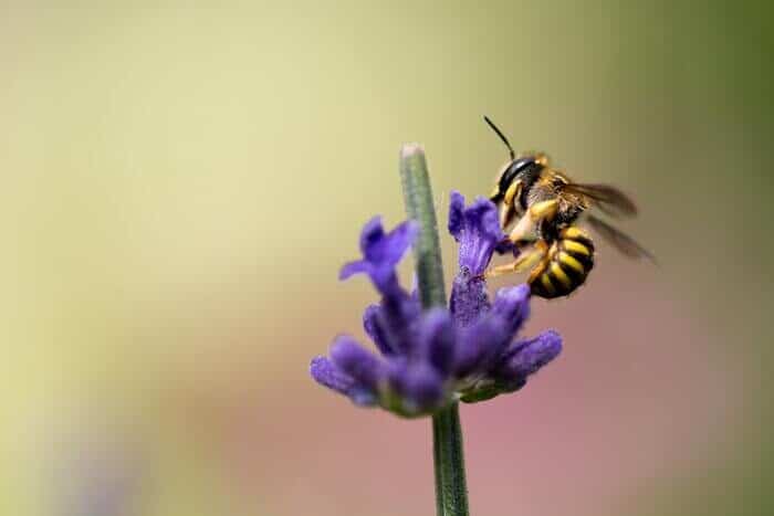 Fotografía macro de una abeja en una flor