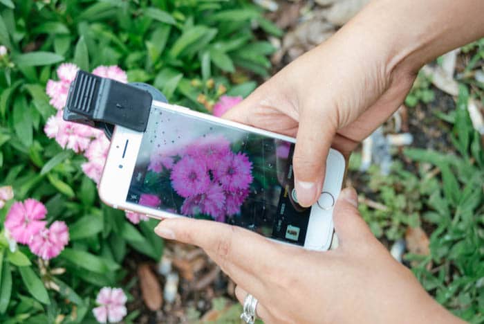 persona tomando fotos de flores rosas con iphone