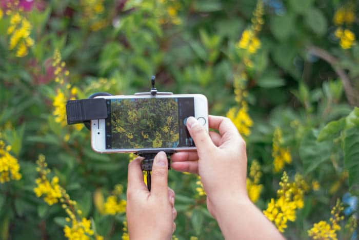 fotografía macro de iphone que muestra a una persona sosteniendo un iphone y tomando una foto de flores
