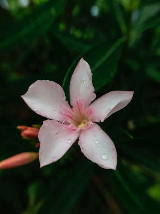 primer plano de una flor de narciso rosa