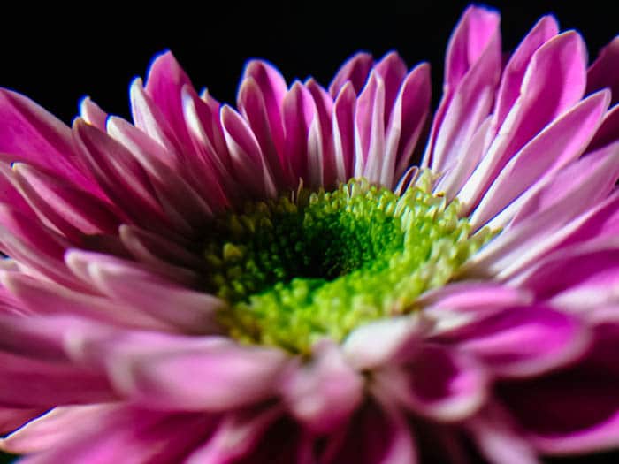 foto macro de smartphone de un crisantemo rosa brillante