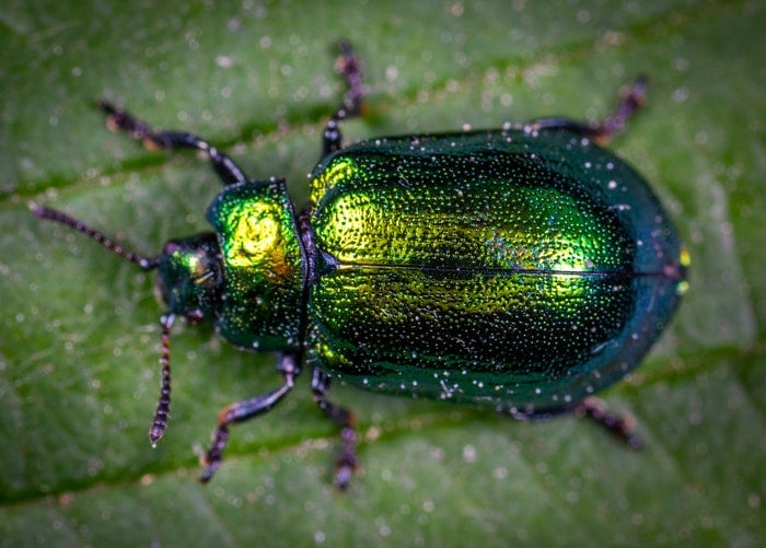 fotografía macro de escarabajo verde en una hoja