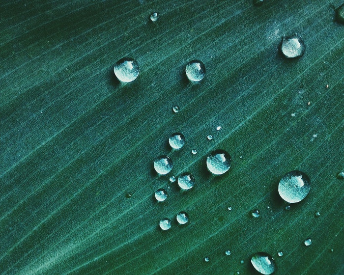 Gotas de agua sobre una hoja
