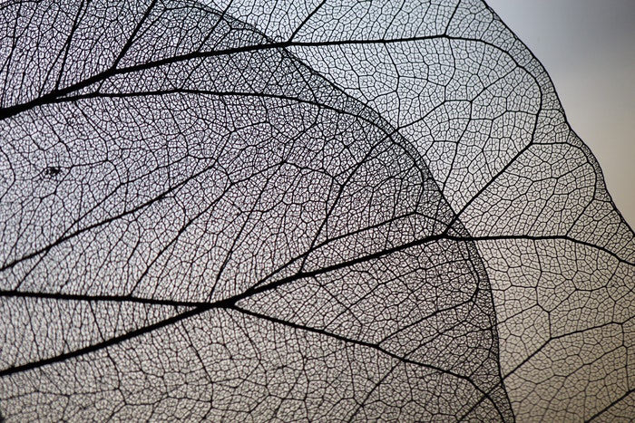 Fotografía macro de hojas transparentes