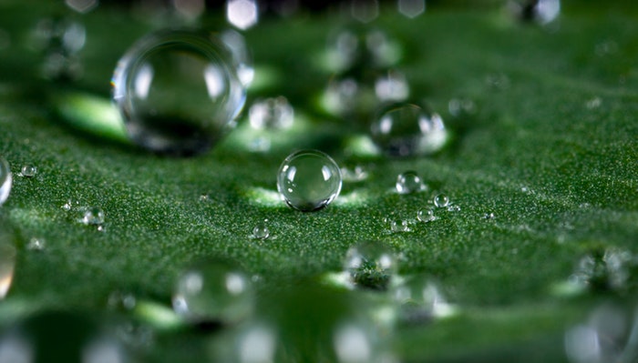 Fotografía macro de gotas de agua sobre una hoja