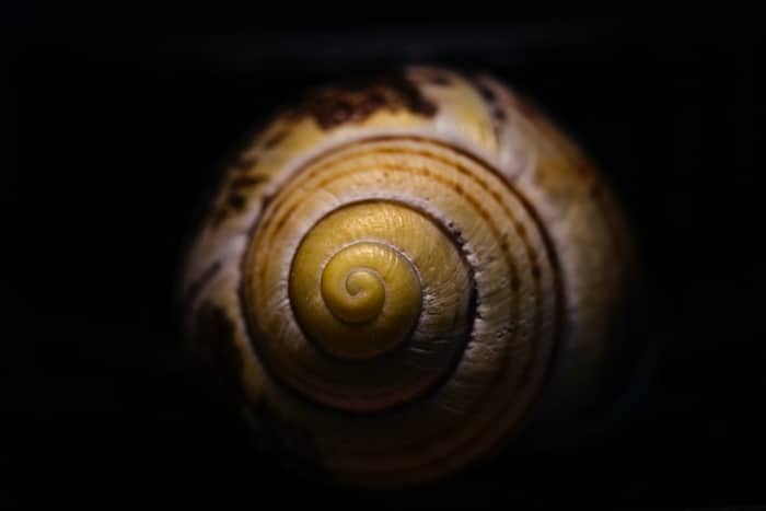 Primer plano de equilibrio radial foto de una concha de caracol