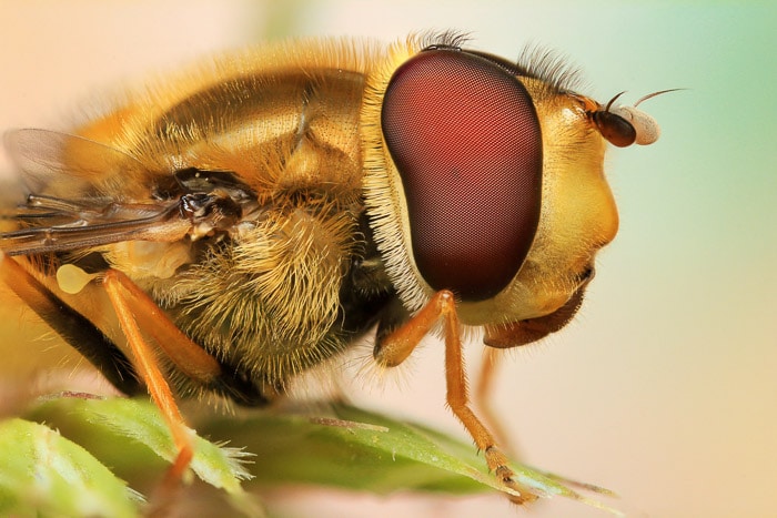 Un primer plano del ojo de un hoverfly.  Tomada con un objetivo macro Canon