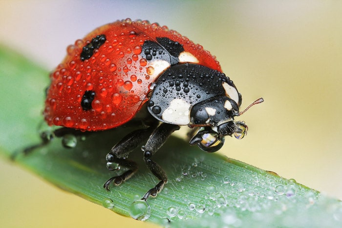 Una mariquita o mariquita, empañada y descansando sobre una brizna de hierba.