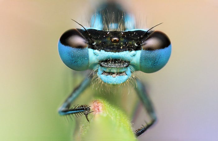 Una cabeza de libélula con impresionantes ojos azules.  Hermosa fotografía de insectos.