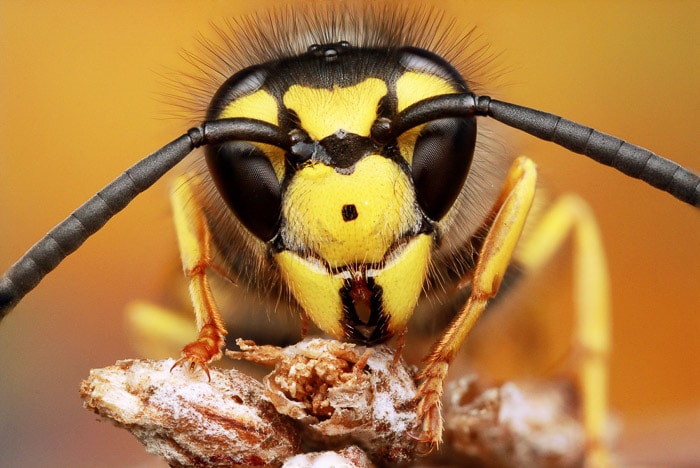 Un primer plano de la cabeza y las antenas de una avispa tomado con una lente macro.