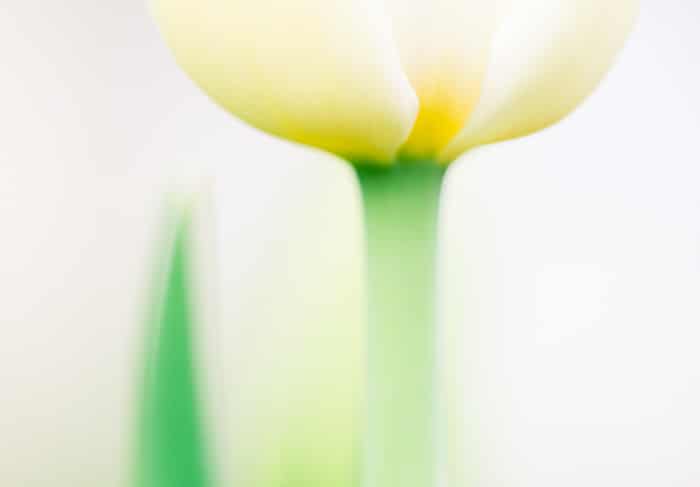 Una macro foto de un tulipán amarillo con fondo blanco borroso