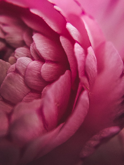 una macro fotografía muy recortada de una flor editada en Lightroom