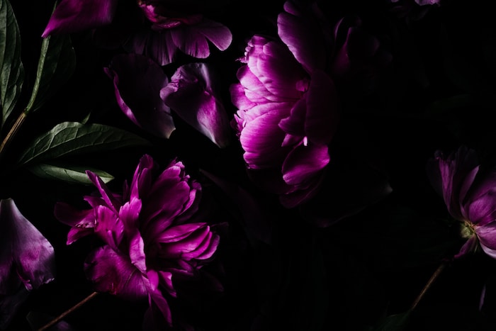 Foto de primer plano de flores rosadas en la oscuridad