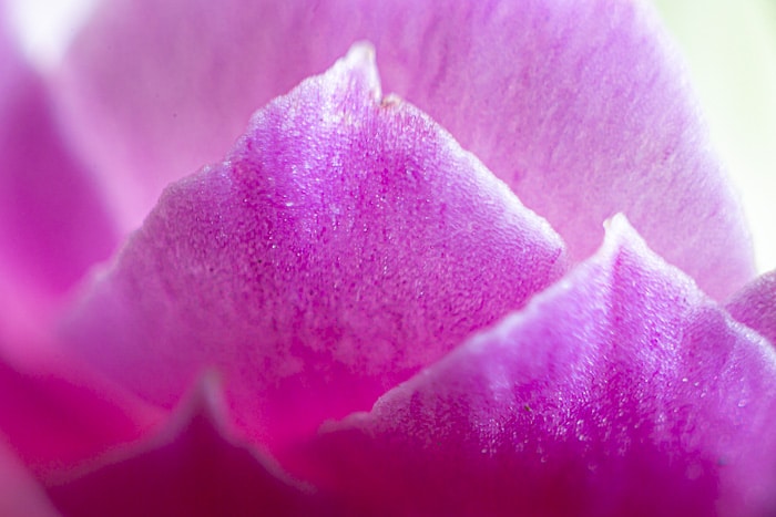 Una fotografía macro de una flor tomada con un fuelle macro