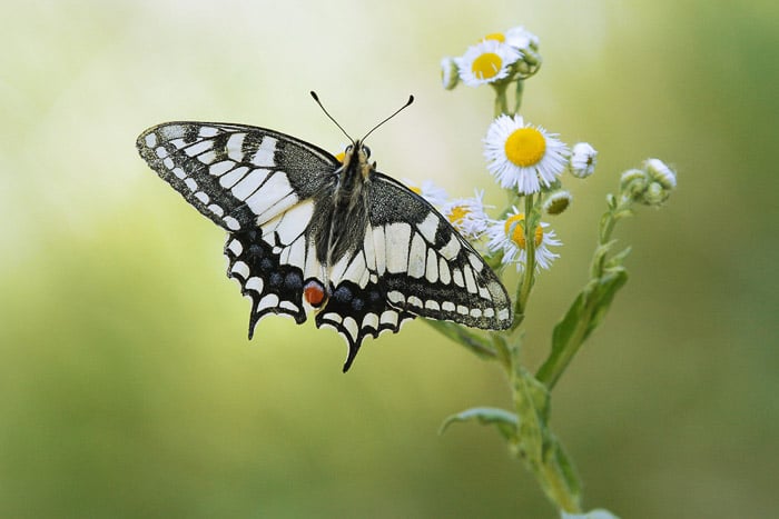 Fotografía macro de una mariposa descansando sobre una flor