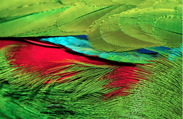 las plumas de colores brillantes de un pájaro tropical con efecto muaré 