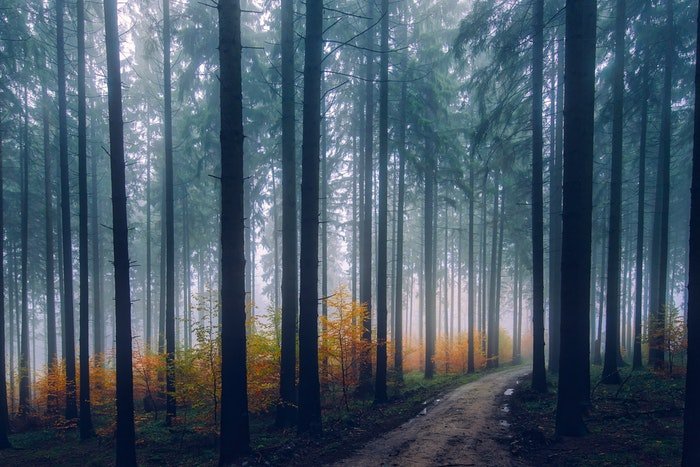Una imagen cambiante de bosque cubierto de niebla