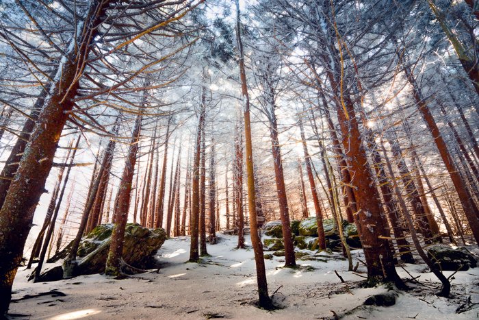 Clima espectacular: cielo nublado con textura visto desde un ángulo bajo a través de un bosque en invierno