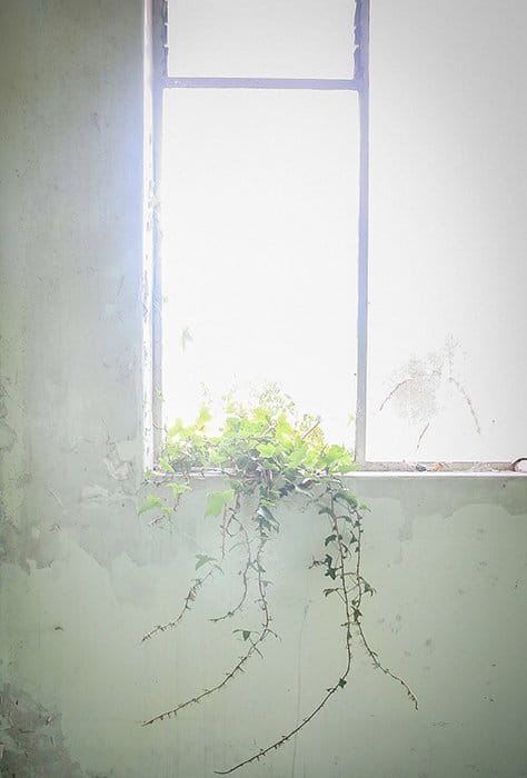 una planta en el alféizar de una ventana a través de la luz del sol brillante: consejos para la fotografía de tonos