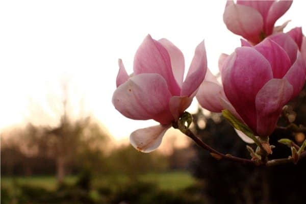una imagen de flores rosas - Clichés de fotografía