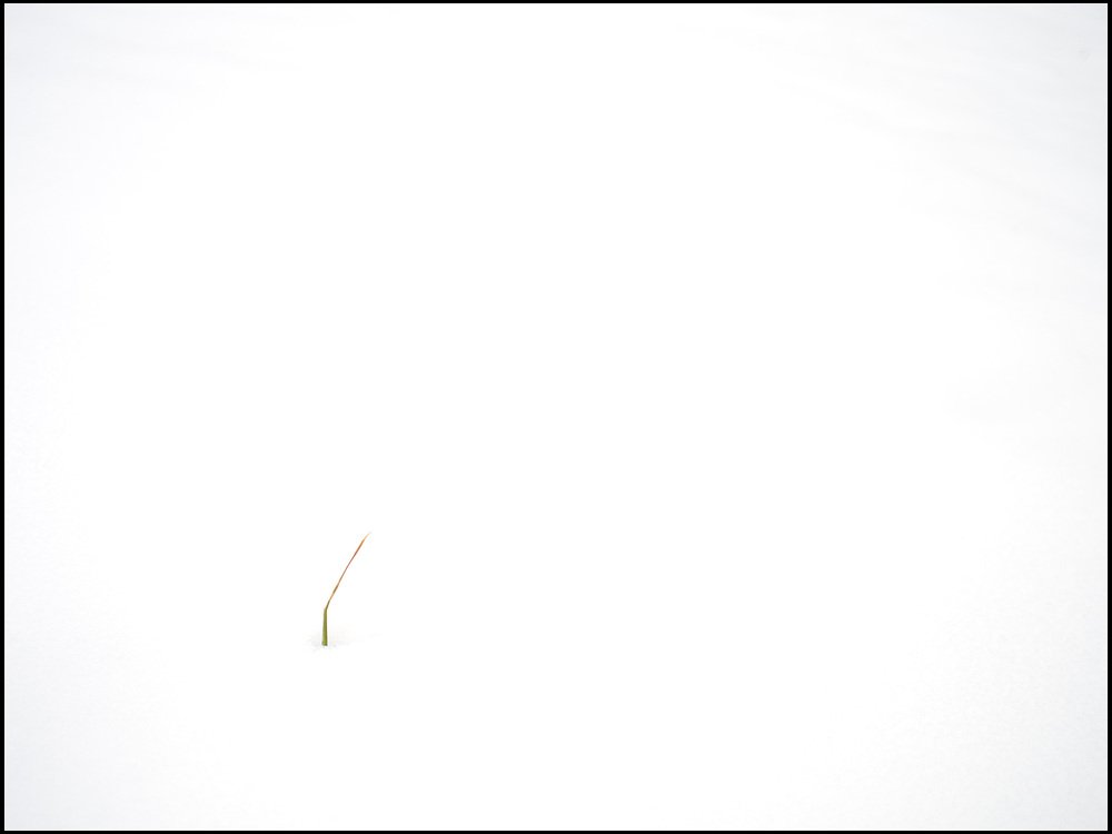 Una sola brizna de hierba sobre un fondo blanco que simboliza la medición de su crecimiento como fotógrafo profesional