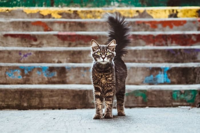 Foto de un gato frente a las escaleras.