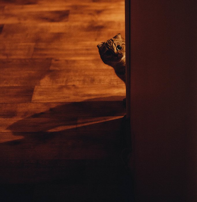 Foto de un gato asomando desde una esquina a la luz de tungsteno
