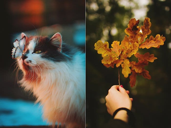Lindo díptico de otoño foto de un gato y una mano sosteniendo una rama de hojas de otoño