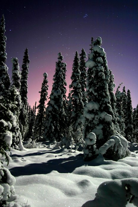 Fotografía forestal de árboles cubiertos de nieve durante el crepúsculo con estrellas arriba