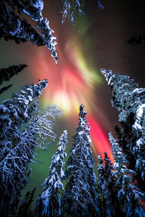 Fotografía forestal de la Aurora Boreal vista desde el suelo durante el invierno