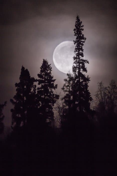 Fotografía forestal de las siluetas de un árbol con luna llena en segundo plano.