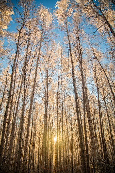 Fotografía forestal con luz solar de la hora dorada
