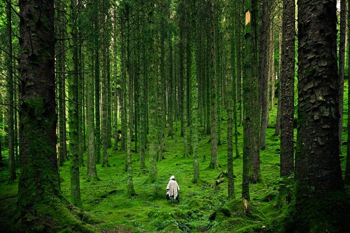 una persona caminando en un bosque lleno de luz