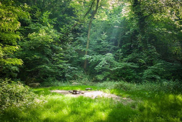 Una escena de bosque filmada al mediodía, con luz fuerte y sombras agradables.