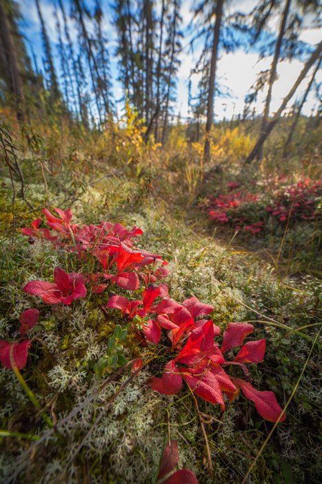Fotografía de bosque cerca de flores de tundra