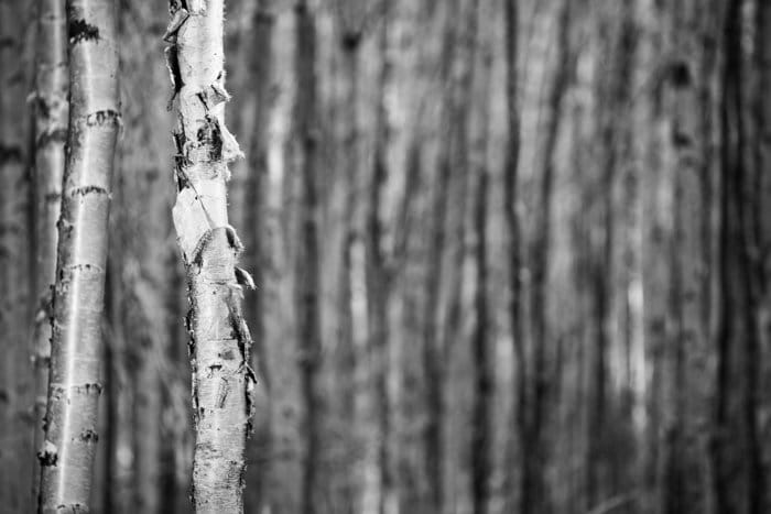 Fotografía de bosque monótono en foco superficial