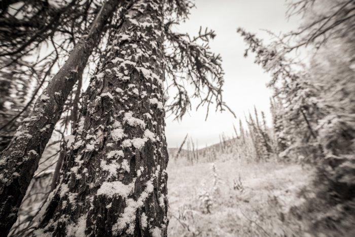 Fotografía forestal de árboles cubiertos de nieve en blanco y negro