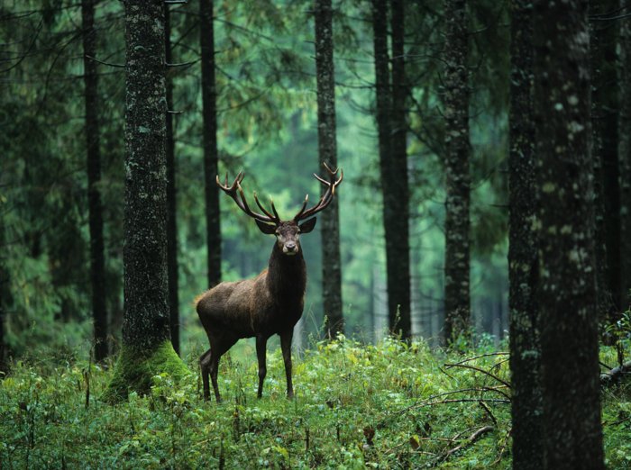 Una imagen de un ciervo en un bosque con un teleobjetivo.