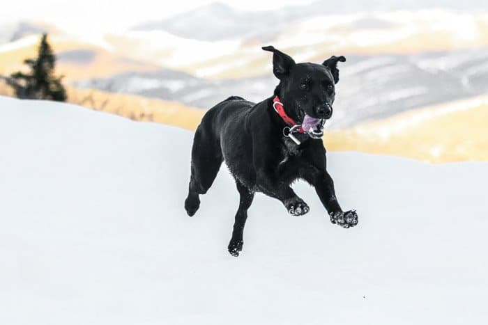 Un perro negro corriendo por la nieve rodada con un teleobjetivo