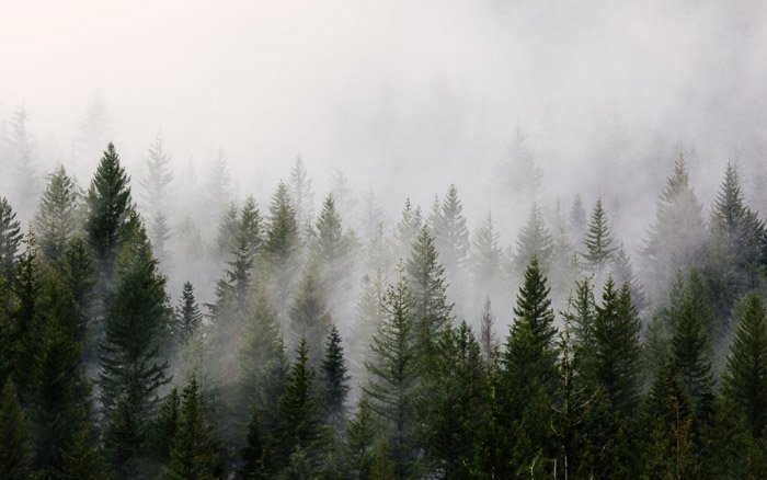 Niebla sobre un bosque de árboles filmado con un teleobjetivo