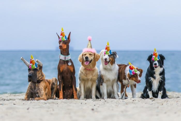 Un retrato de fotografía de mascotas de 6 perros en una playa con sombreros de fiesta usando un teleobjetivo.