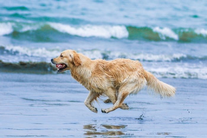 Una fotografía de mascotas retrato de un perro labrador corriendo en una playa con un teleobjetivo.